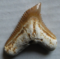 Galeocerdo sp.
